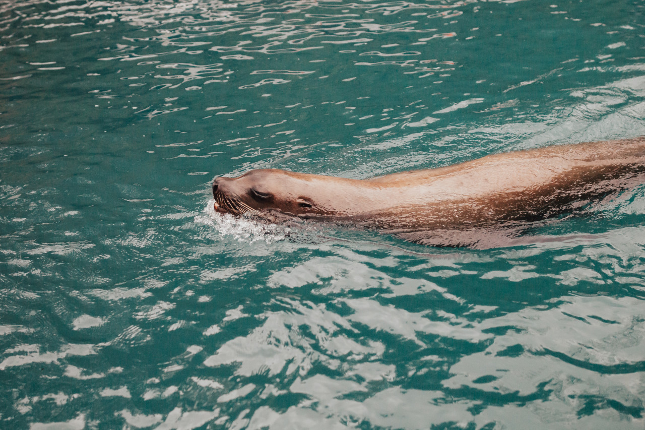 Lobo en el agua. Foto: Unsplash