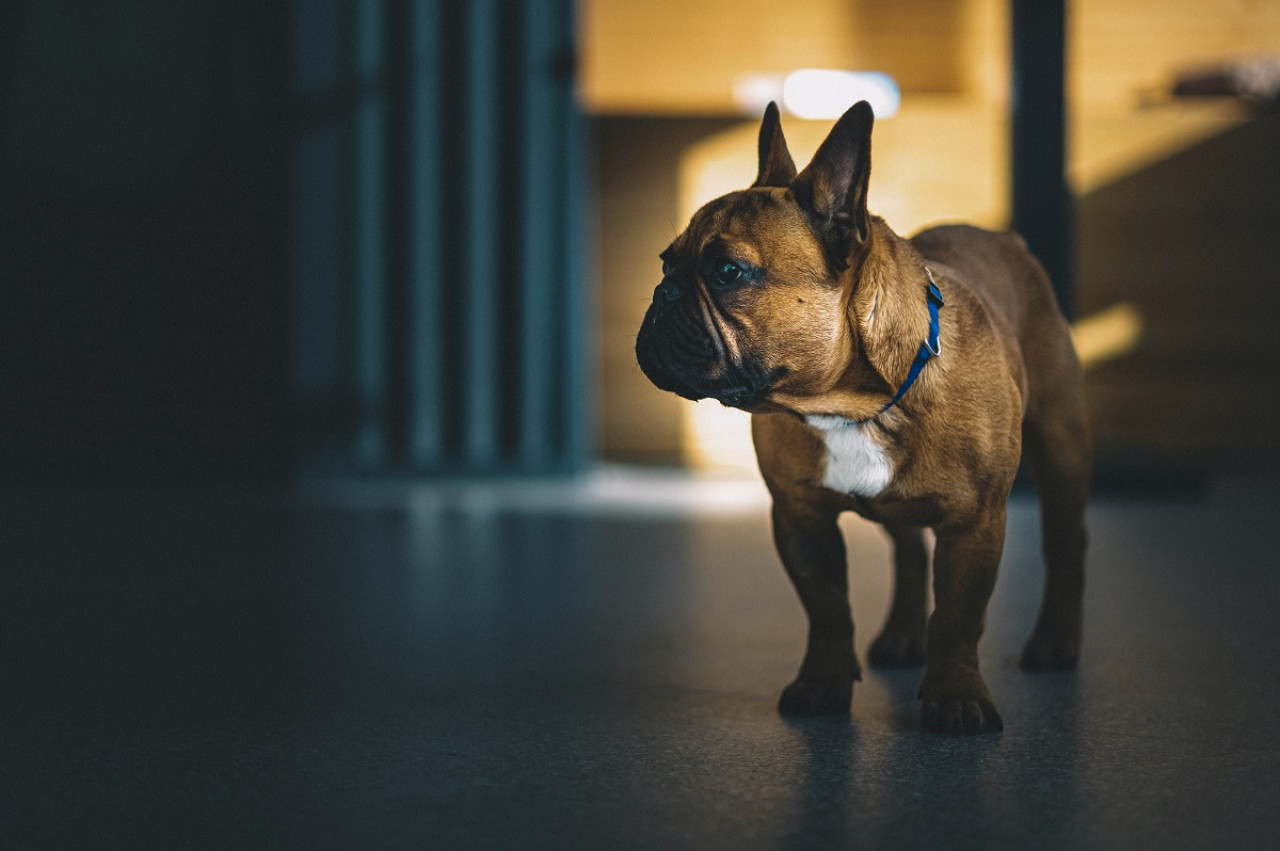 Una pareja de Nueva Zelanda fue compensada con 1.300 euros tras soportar las flatulencias de un bulldog. Foto: Unsplash.