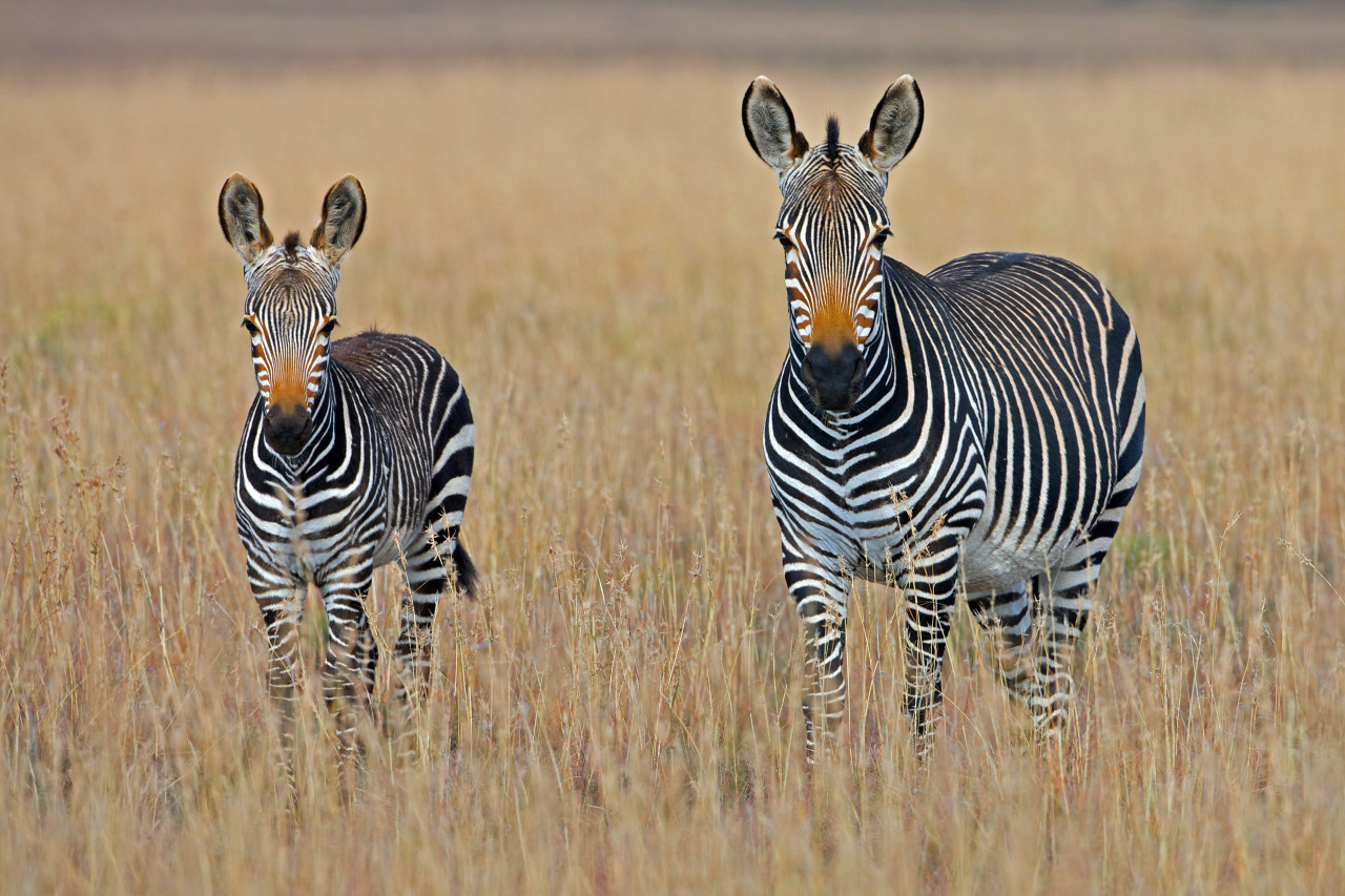 El Jacinto es una especie que está relacionada con el 60% de las extinciones de plantas y animales a nivel global. Unsplash.