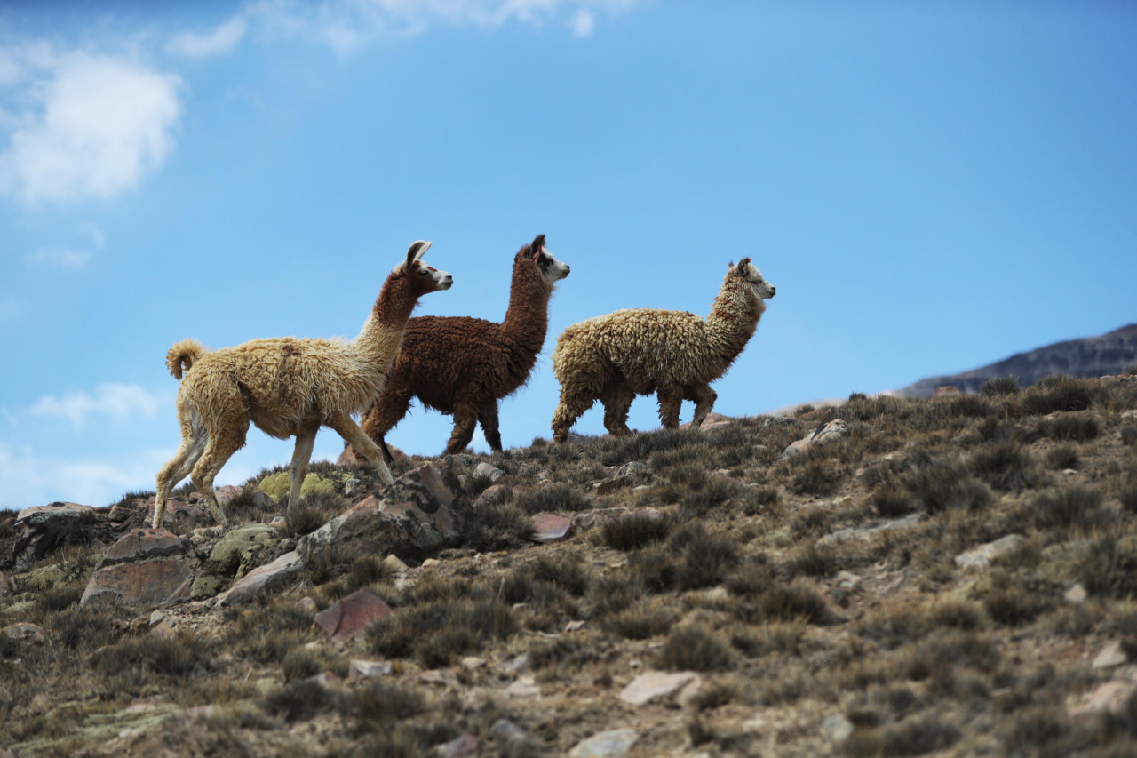 Sequía en Bolivia. Foto: EFE.