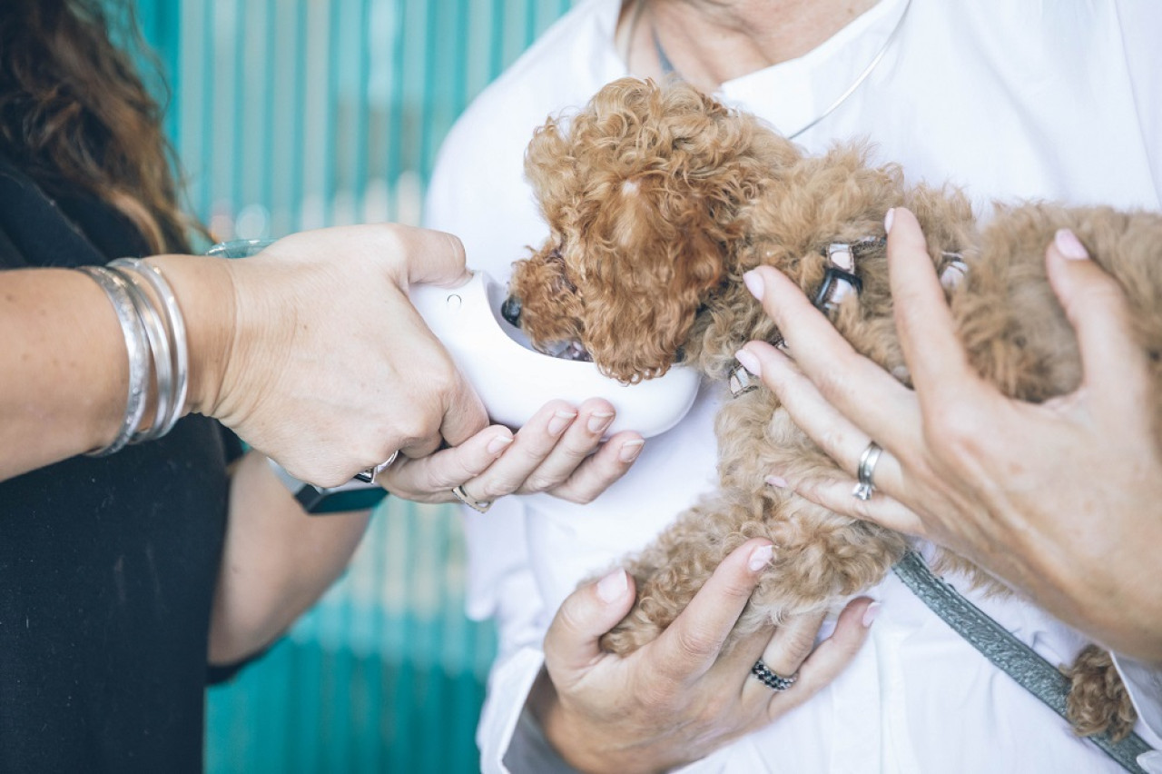 La incidencia de rabia humana transmitida por perros disminuyó en los últimos años. Foto: Unsplash.