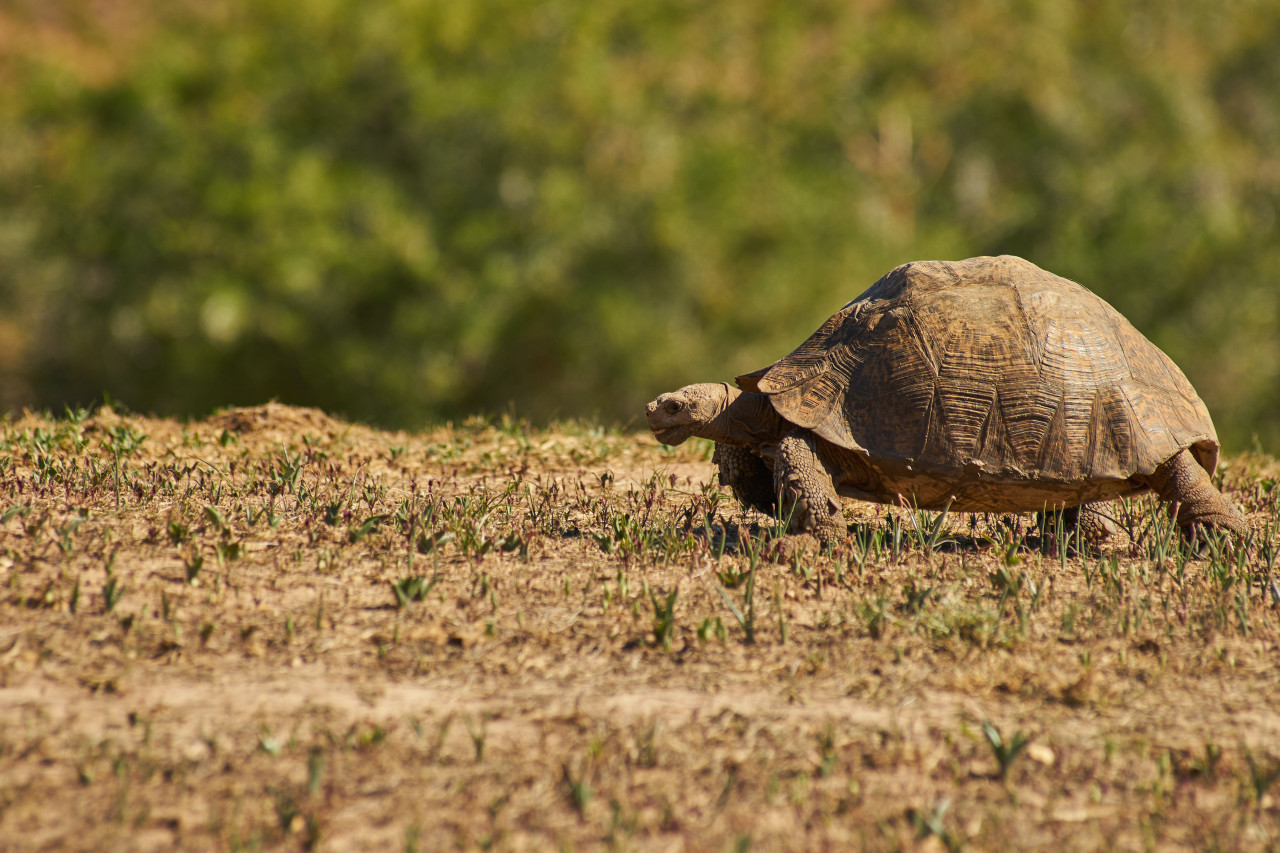 Ratifican tres años de prisión para sujeto por delito contra la fauna silvestre en Ecuador. Foto: Unsplash