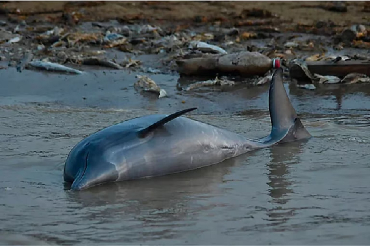 Más de 100 delfines murieron en un río de la Amazonía brasileña. Foto: Instituto Mamirauá