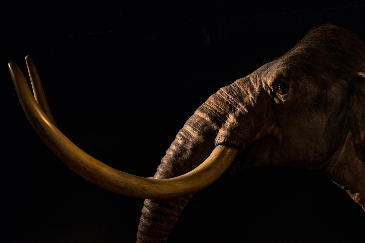 Mamut lanudo. Unsplash.