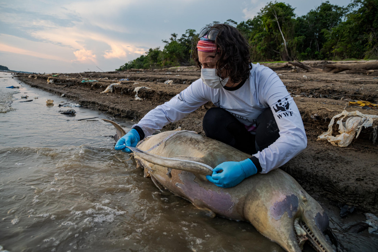 Muerte de delfines en el Amazonía. Foto: EFE