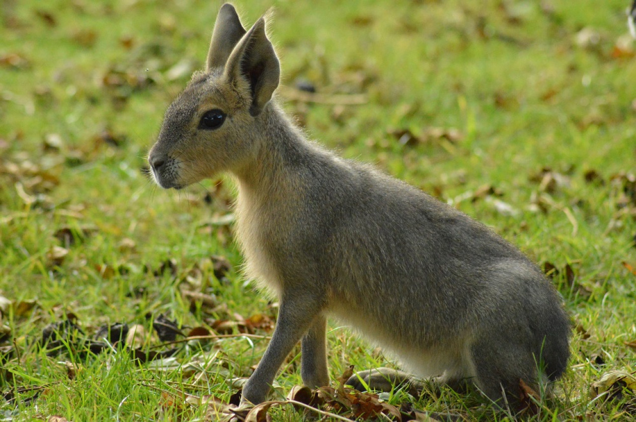 Mara Patagónica. Foto: Unsplash.