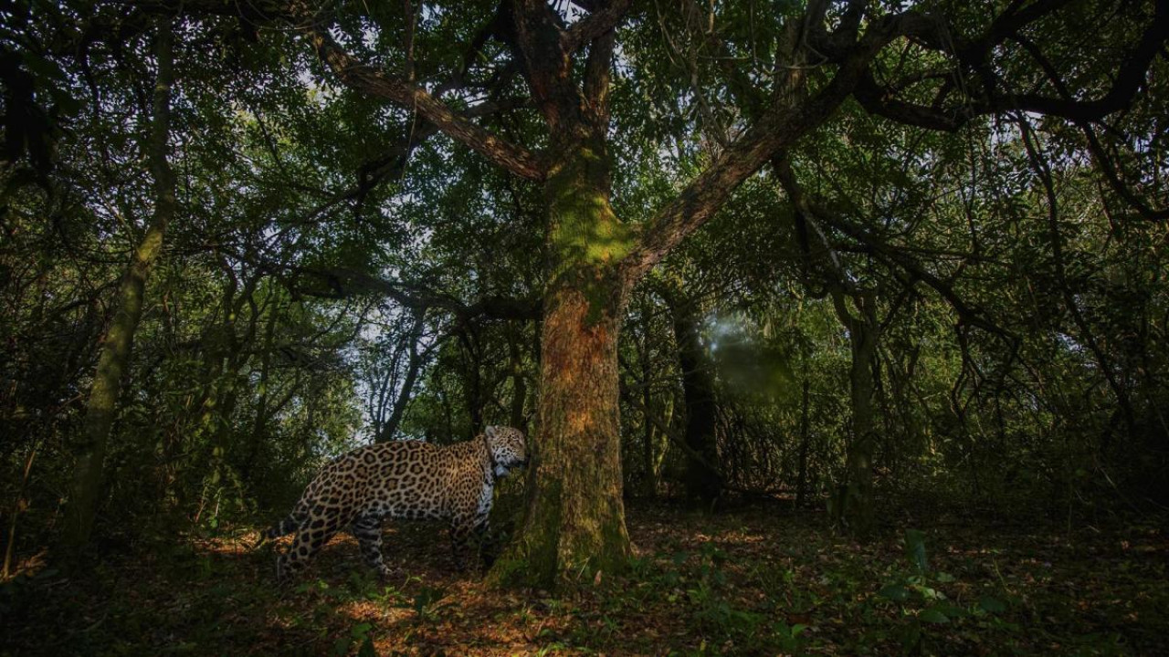 Segundo ejemplar de yaguareté silvestre liberado. Foto: Télam.