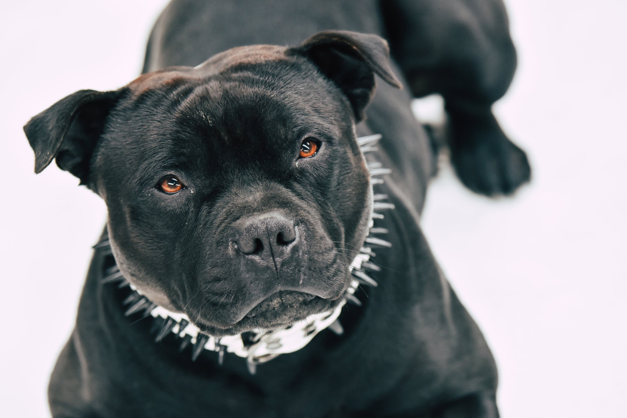 Perro Pitbull. Unsplash.