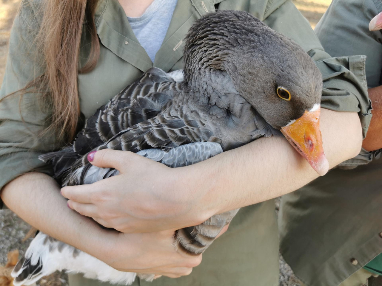 Las aves se encargan de los pequeños brotes y de dejar el viñedo limpio de vegetación. EFE.