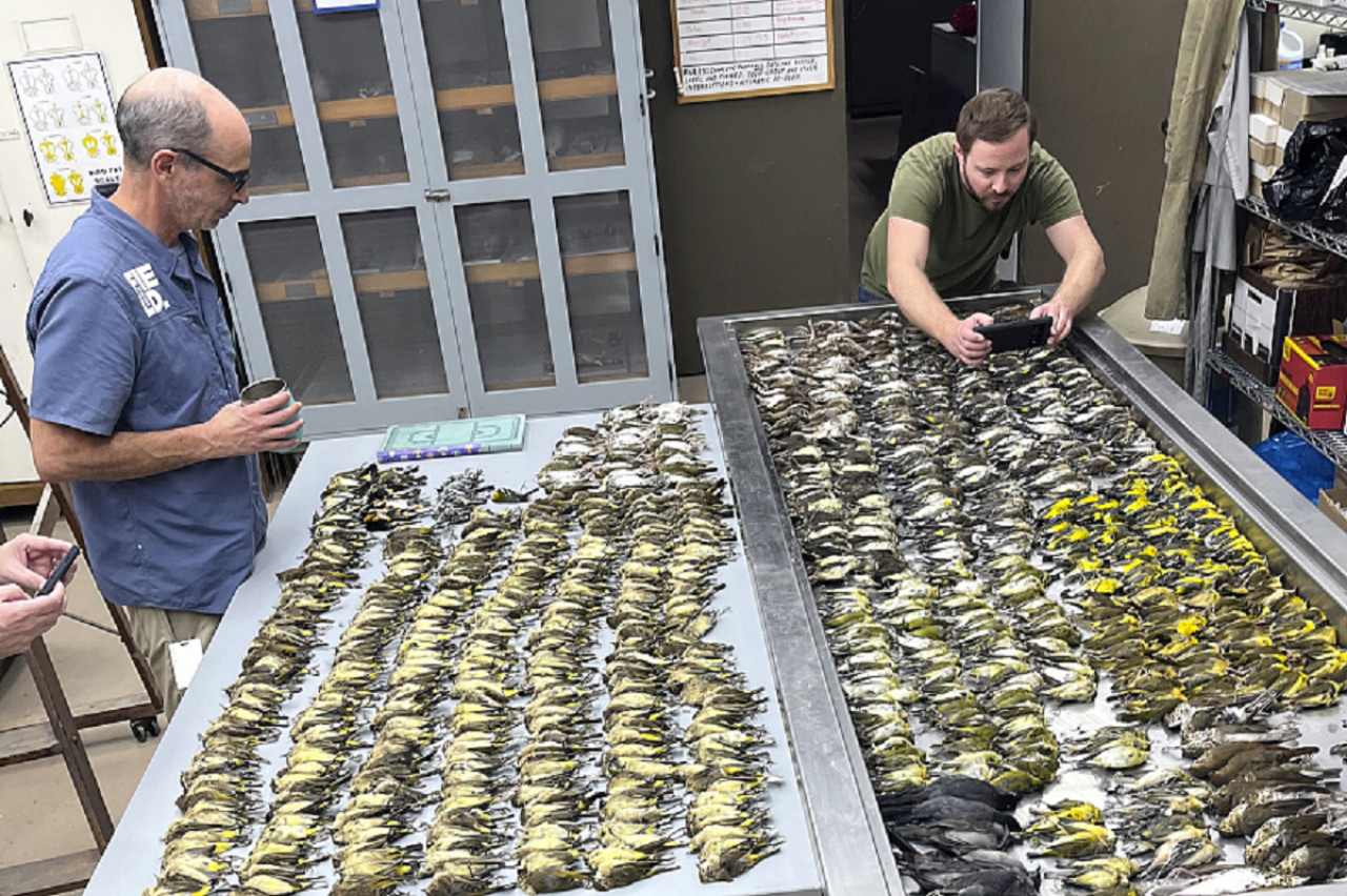 Expertos inspeccionan los cuerpos de las aves. Foto: gentileza Museo Field de Chicago.