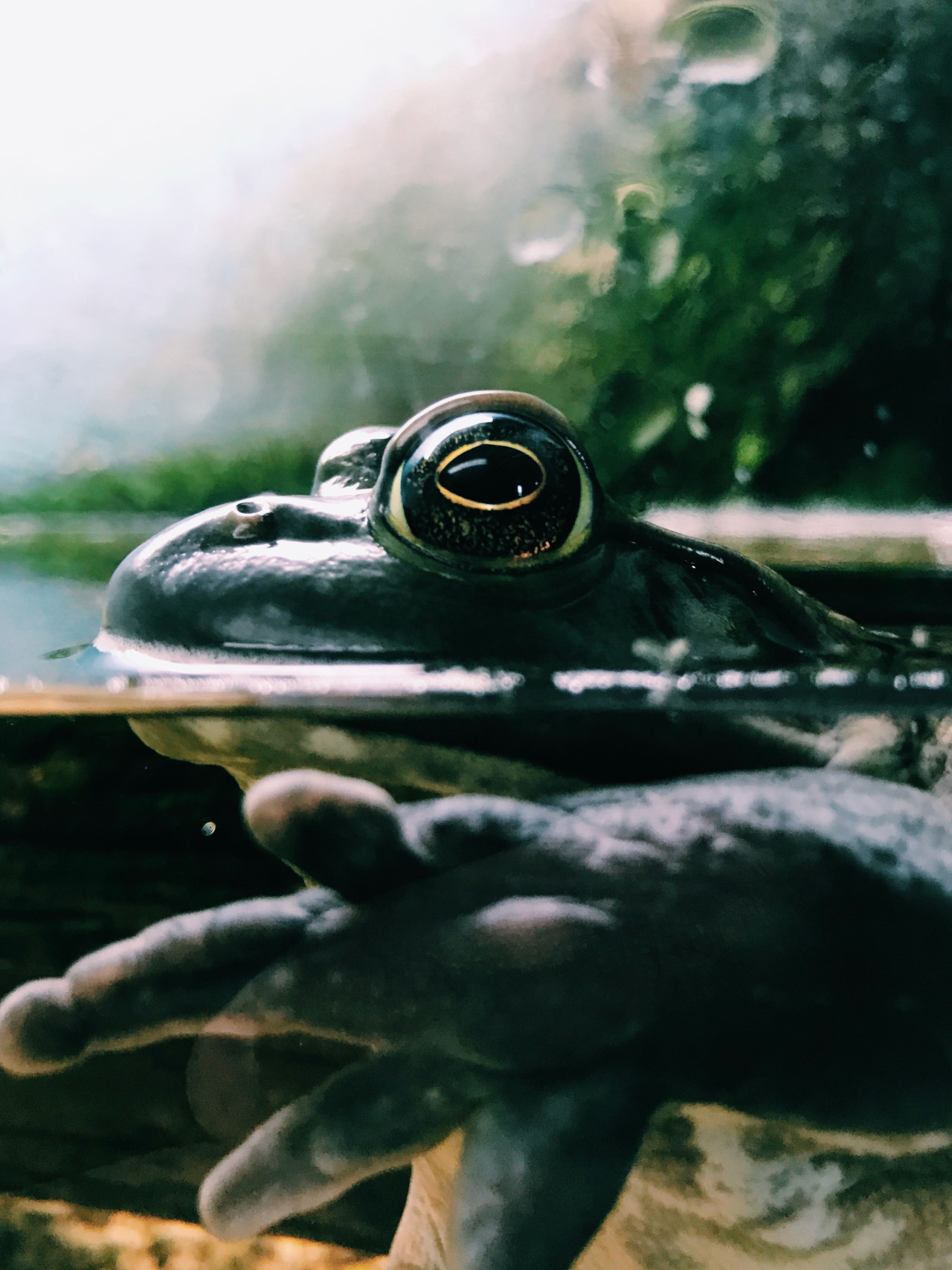 Los anfibios, el grupo más amenazado ante el cambio climático. Foto Unsplash.