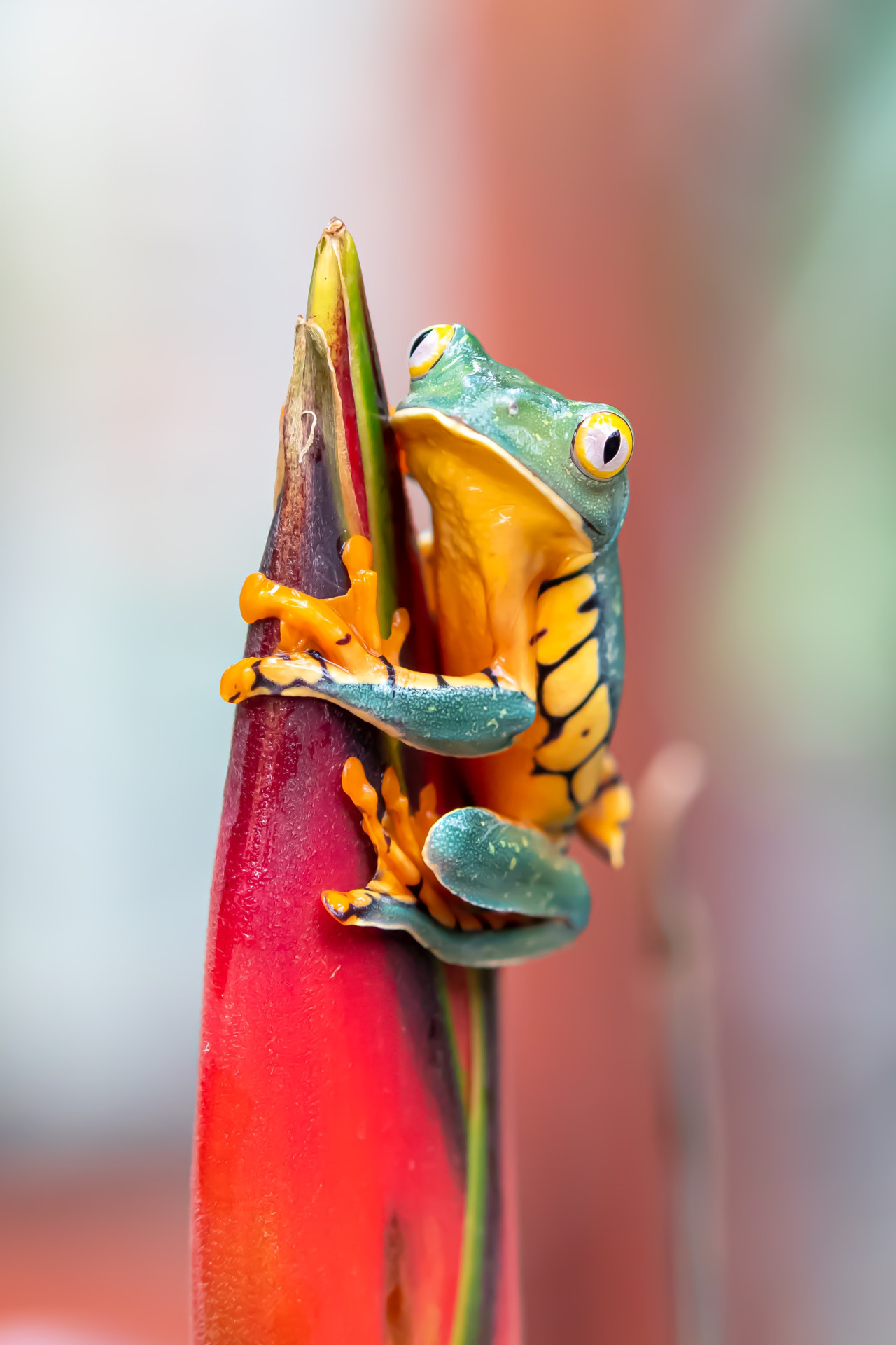 Los anfibios, el grupo más amenazado ante el cambio climático. Foto Unsplash.