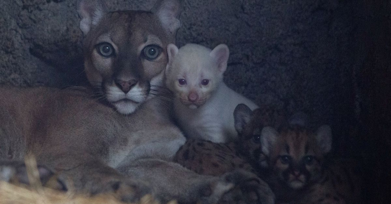 Nace un puma albino en Nicaragua. Foto: REUTERS