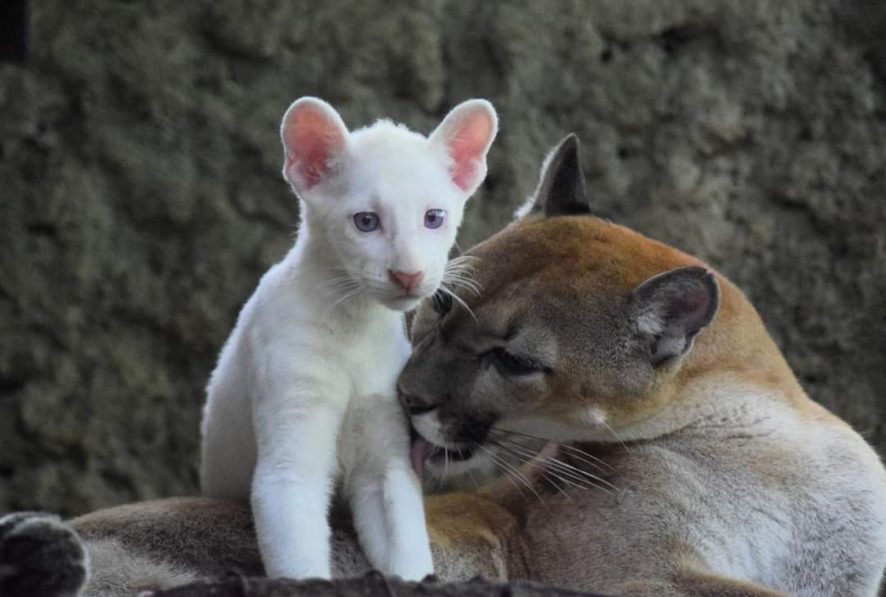 Puma albino en peligro de extinción. Foto: Twiter/@visitnicaragua