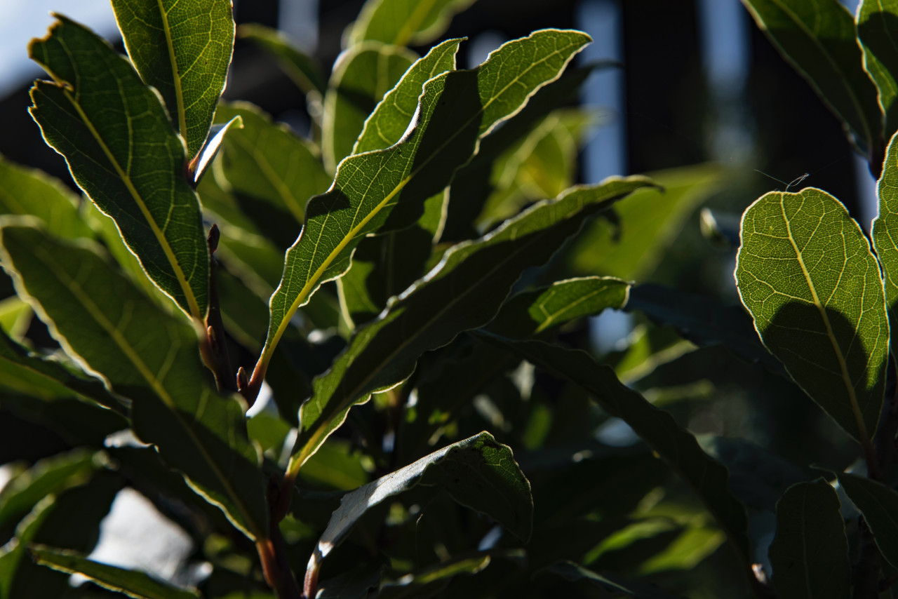 Hojas de laurel. Foto: Unsplash.