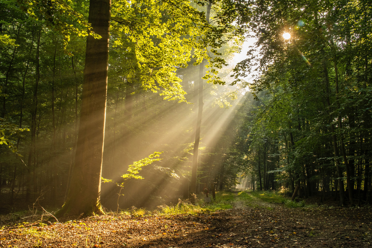 Luz solar. Foto: Unsplash.