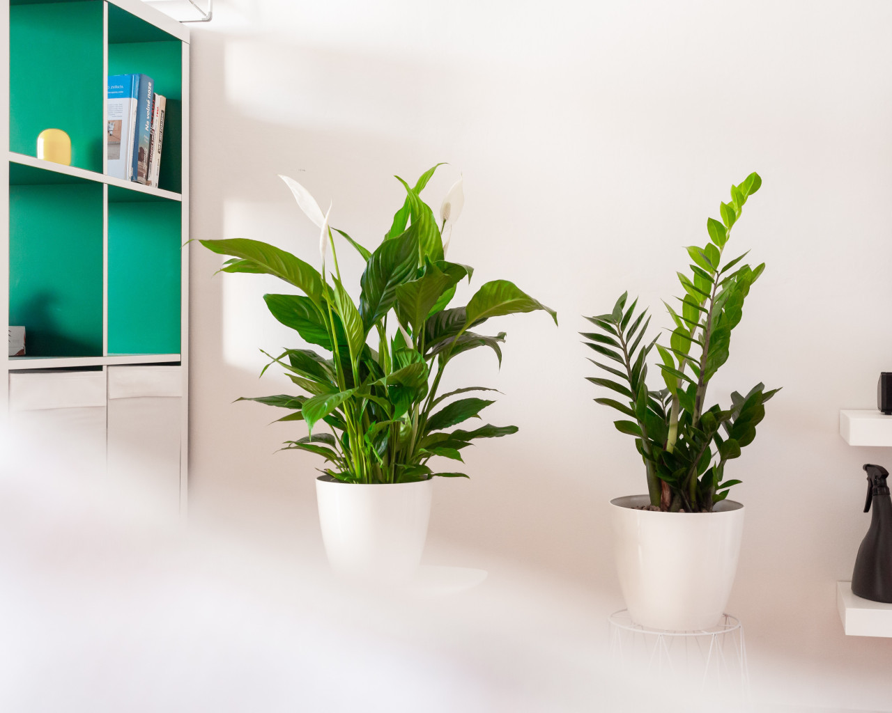 Zamioculcas zamiifolia, la planta asociada al dinero. Foto: Unsplash.