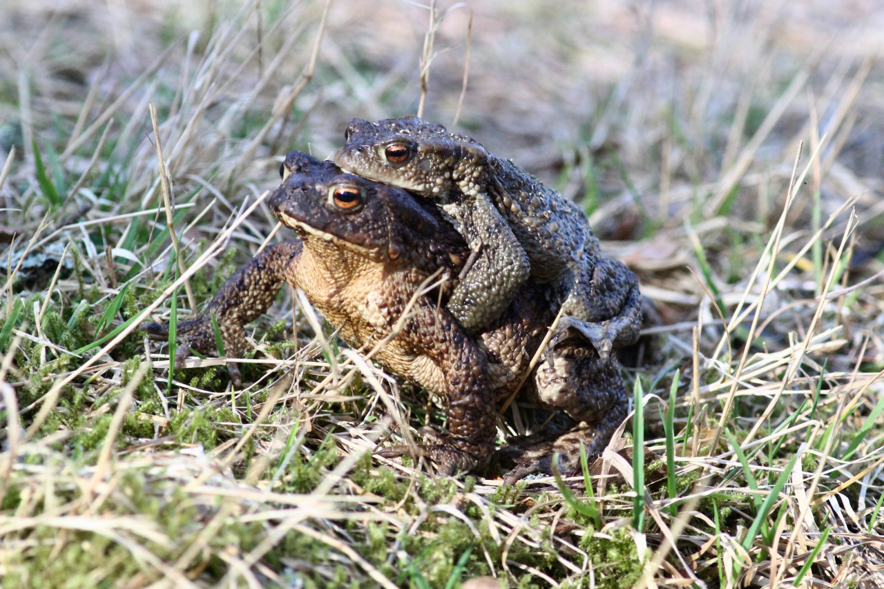 Ranas. Foto: Unsplash.