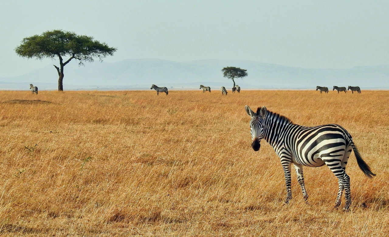 Safari. Unsplash.