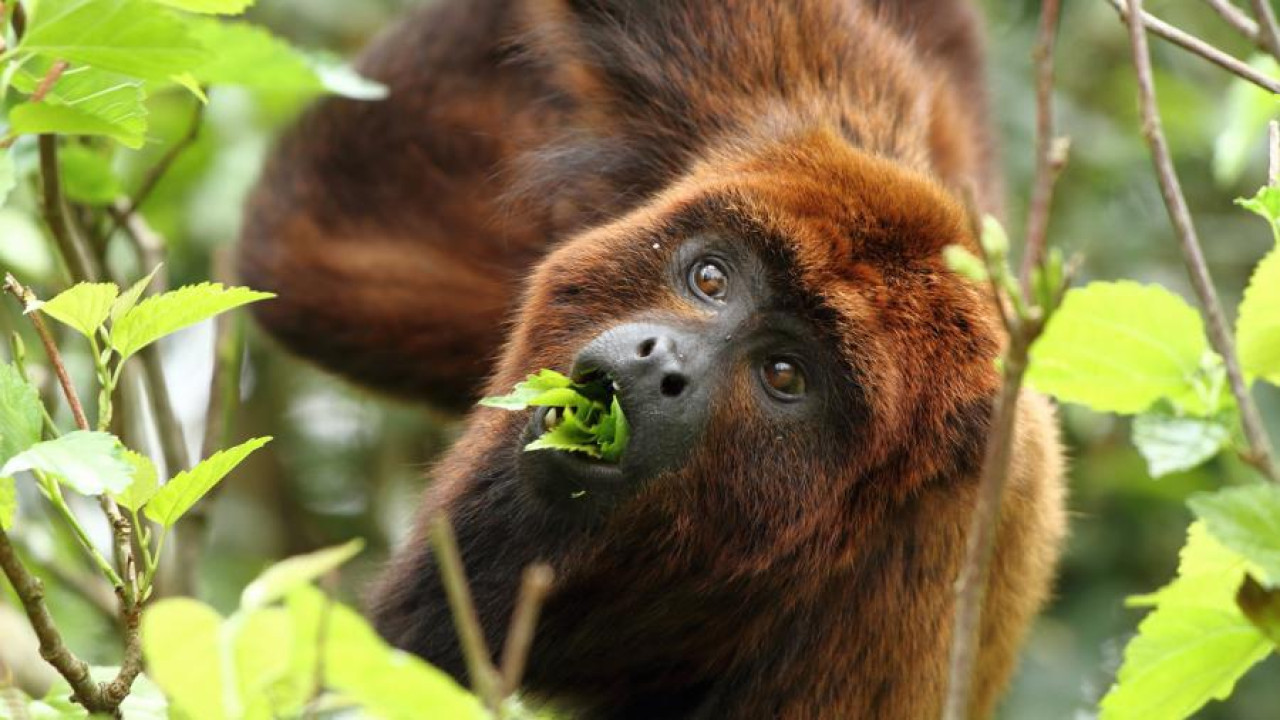 Estos monos se encuentran en peligro crítico de extinción. Foto: Telám.