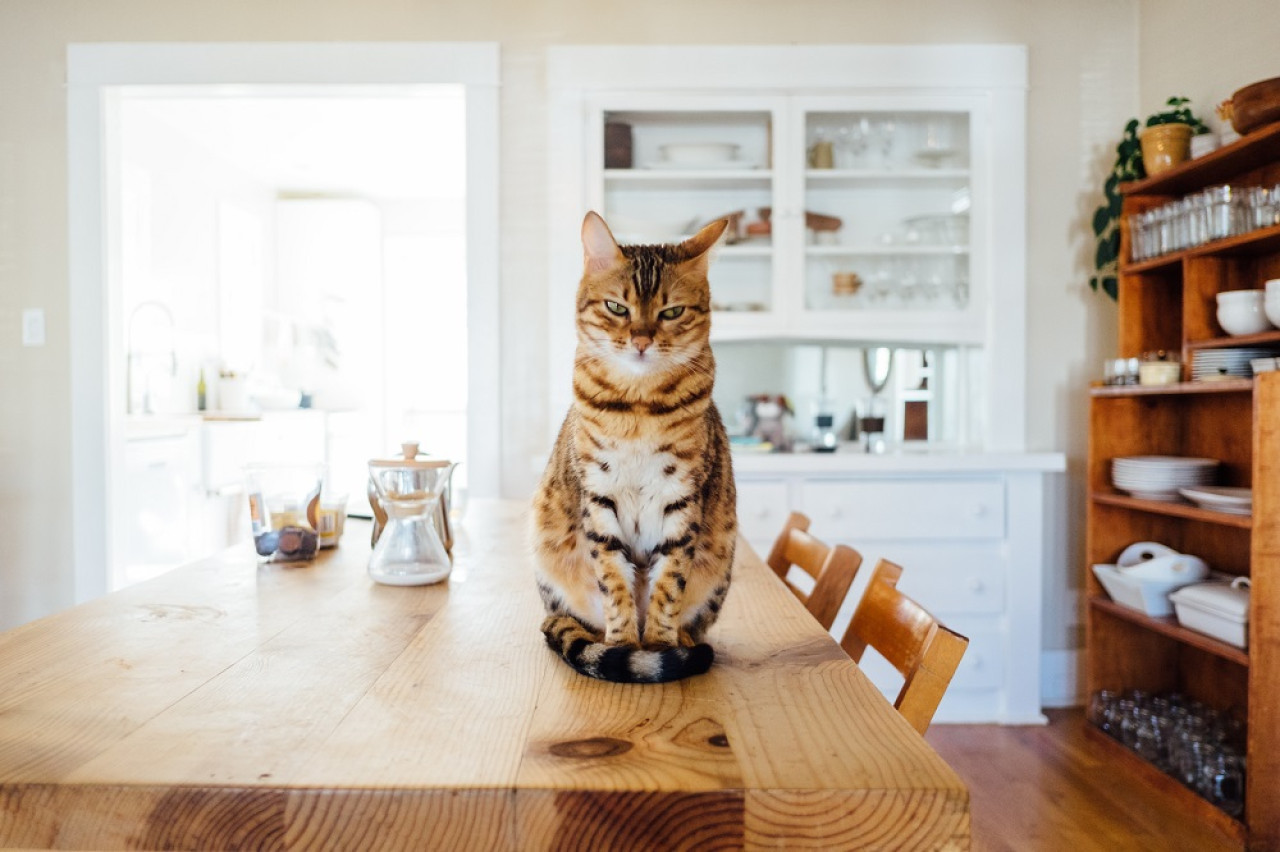 Los animales pueden reflejar lo que sienten. Foto: Unsplash.