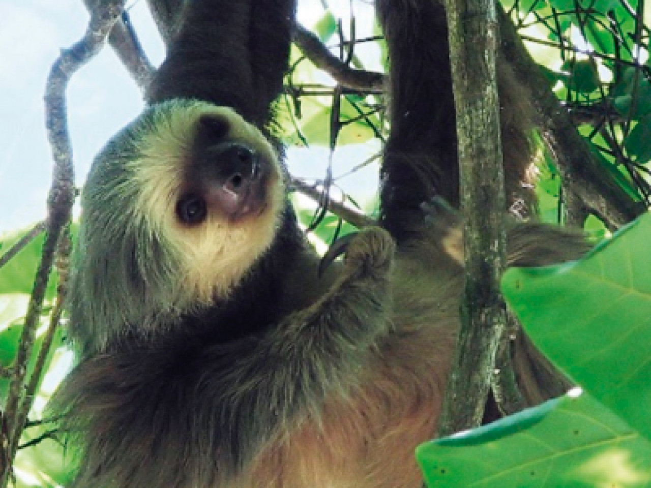 Los osos perezosos se encuentran en grave peligro de extinción. Foto: Bosque Prosperina.