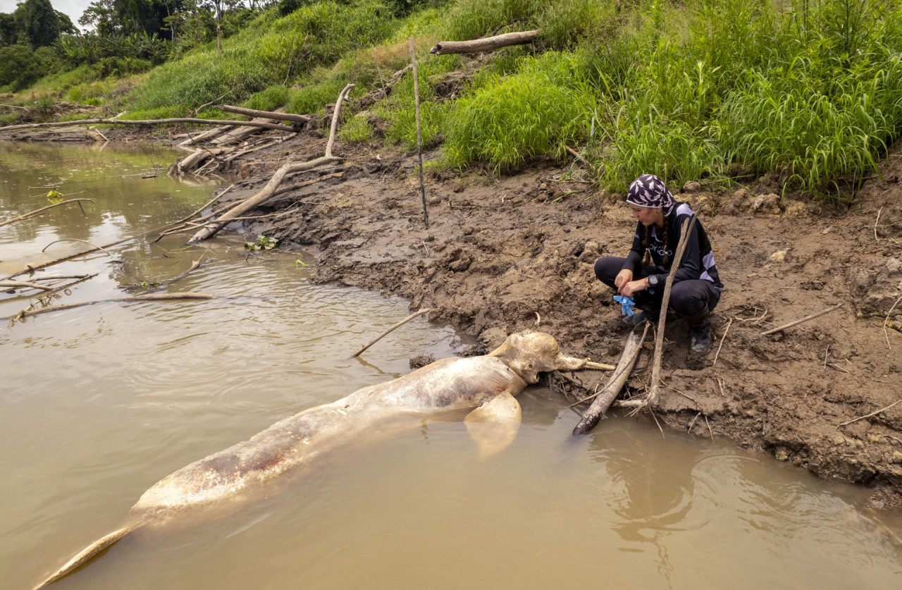 Delfines de río, en peligro de extinción. Foto: EFE