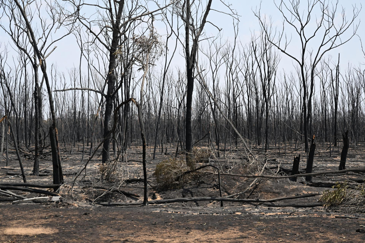 Incendios forestales en Australia. Foto: EFE.