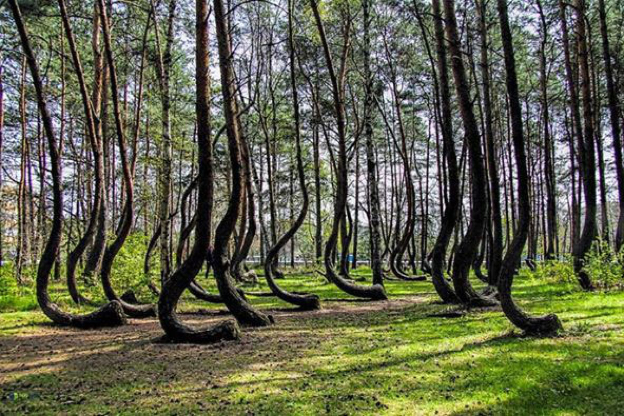 Estos arboles fueron plantados en la década de 1930. Foto: Academia Universitaria Guillermo Soler.