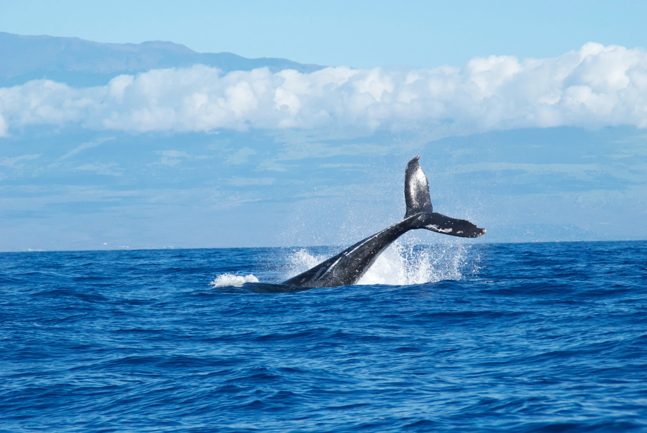 Un hombre fue chocado por una ballena jorobada. Foto: Unsplash