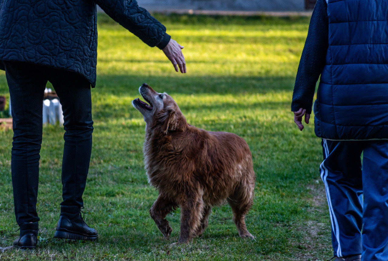 Los golden retrievers y los humanos. Foto: Unsplash