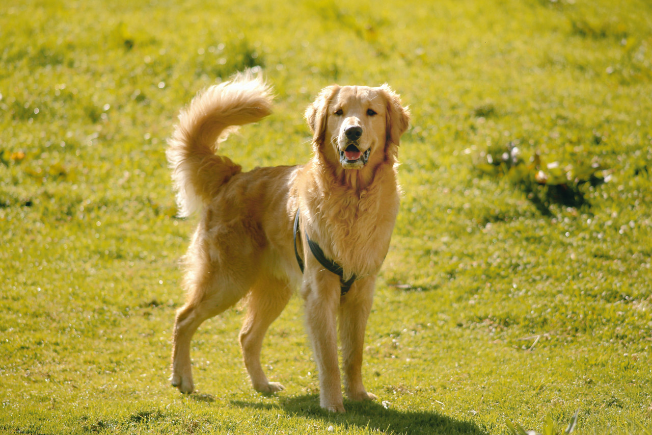 Golden retrievers. Foto: Unsplash