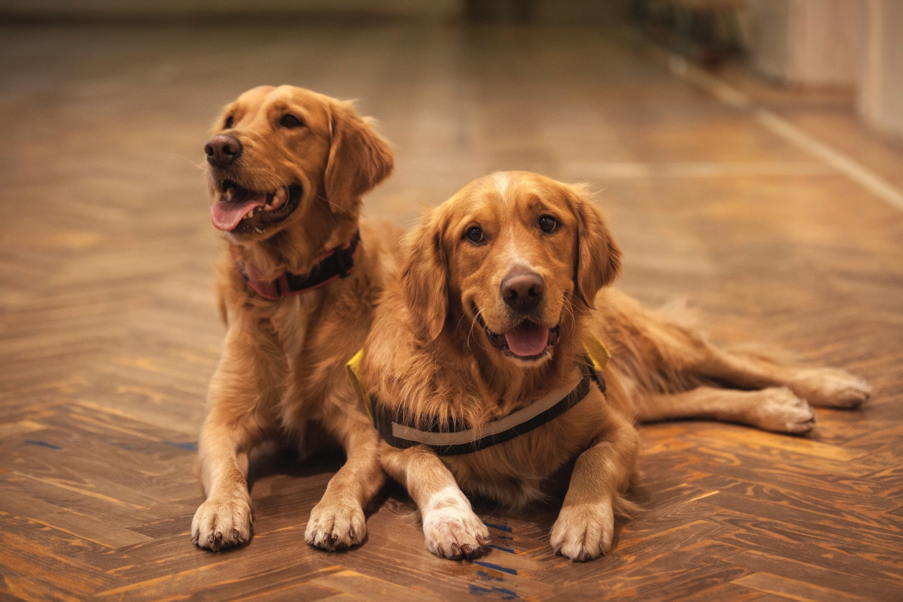 Golden retrievers. Foto: Unsplash