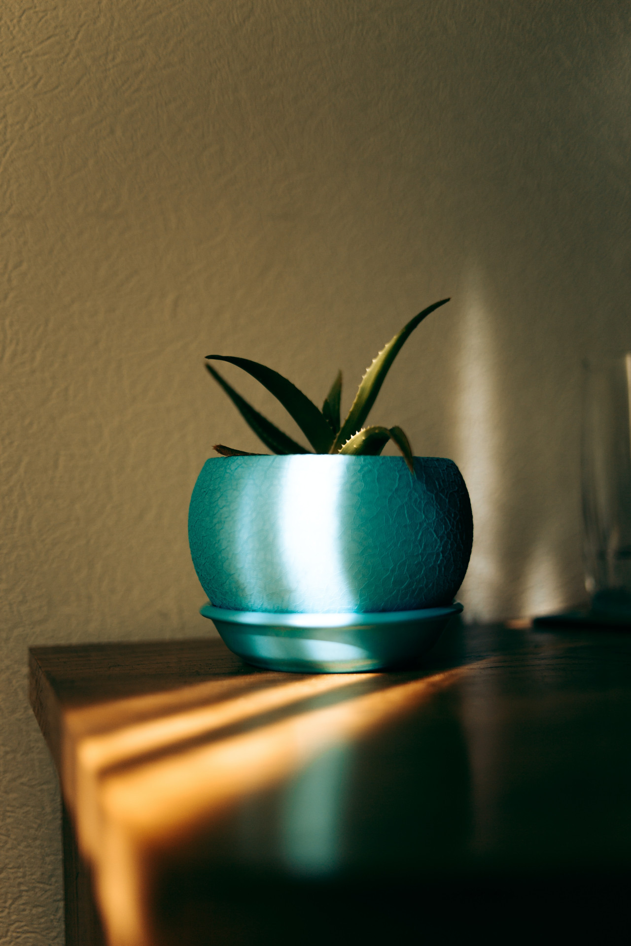 Aloe vera. Foto: Unsplash.