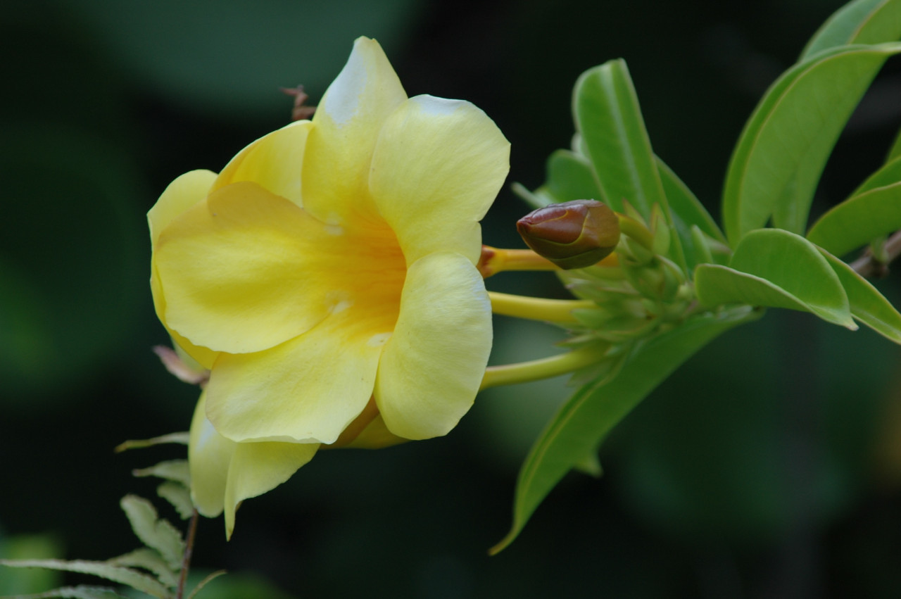 Trompeta amarilla. Foto: Unsplash.