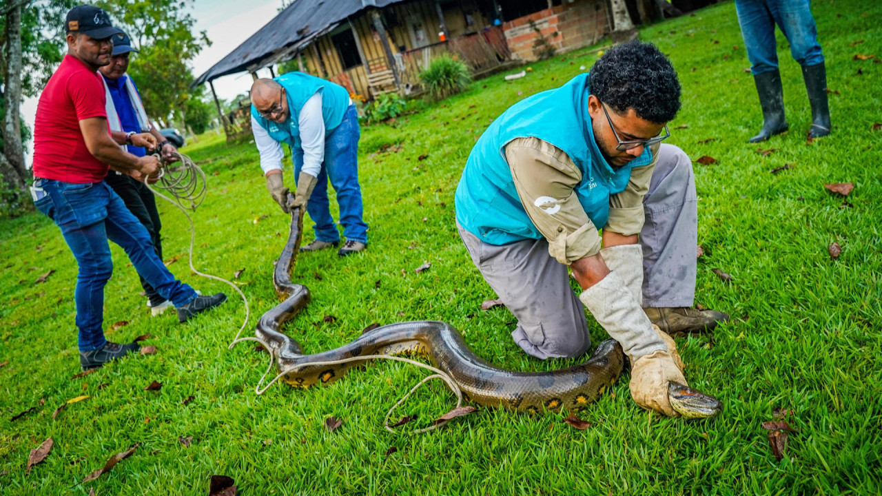 Rescataron una anaconda de cuatro metros en Colombia. Foto: EFE.