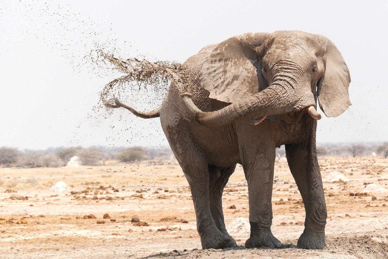 Elefante. Foto: Unsplash.