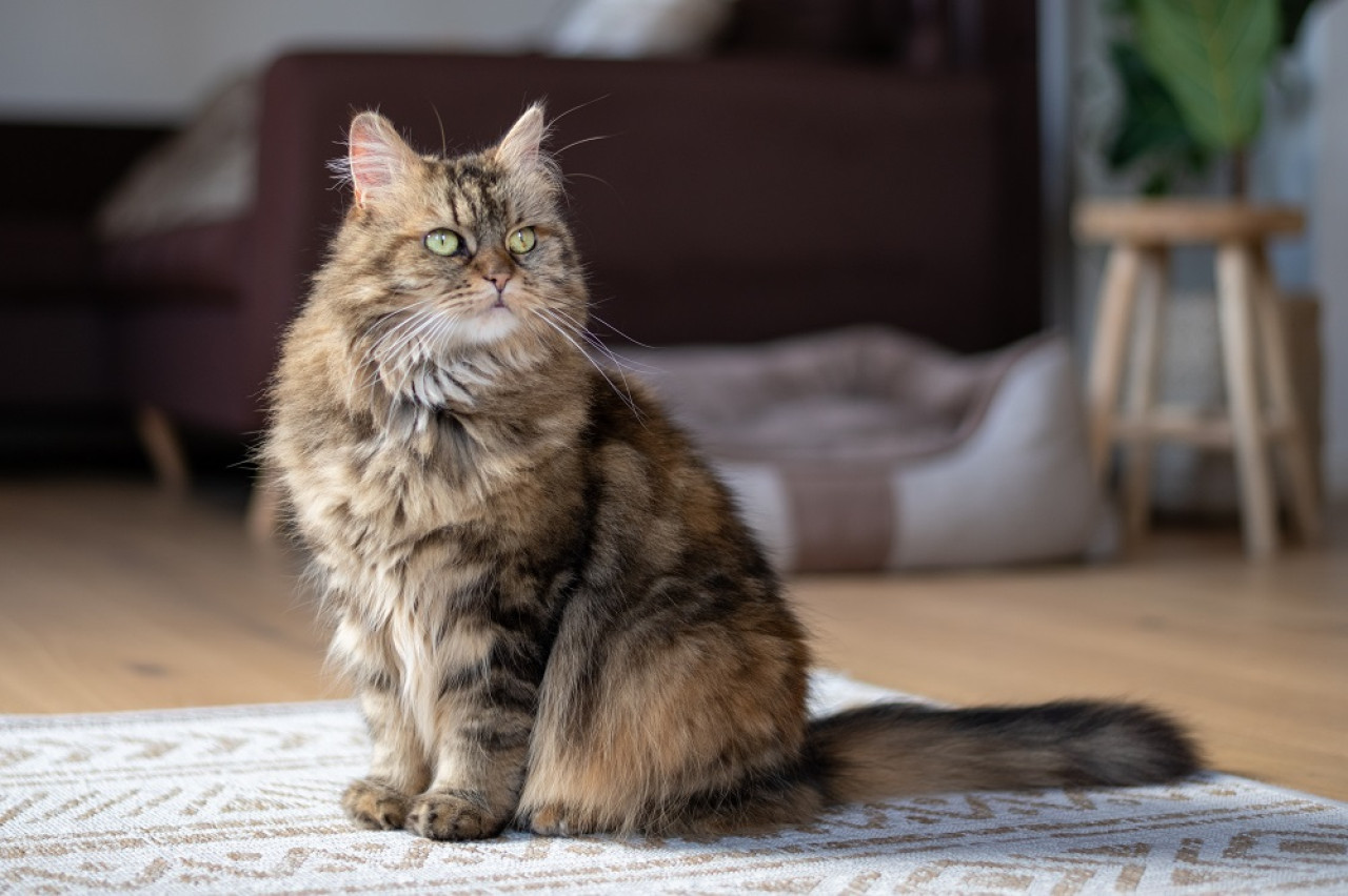 Gato Maine Coon. Foto: Unsplash.