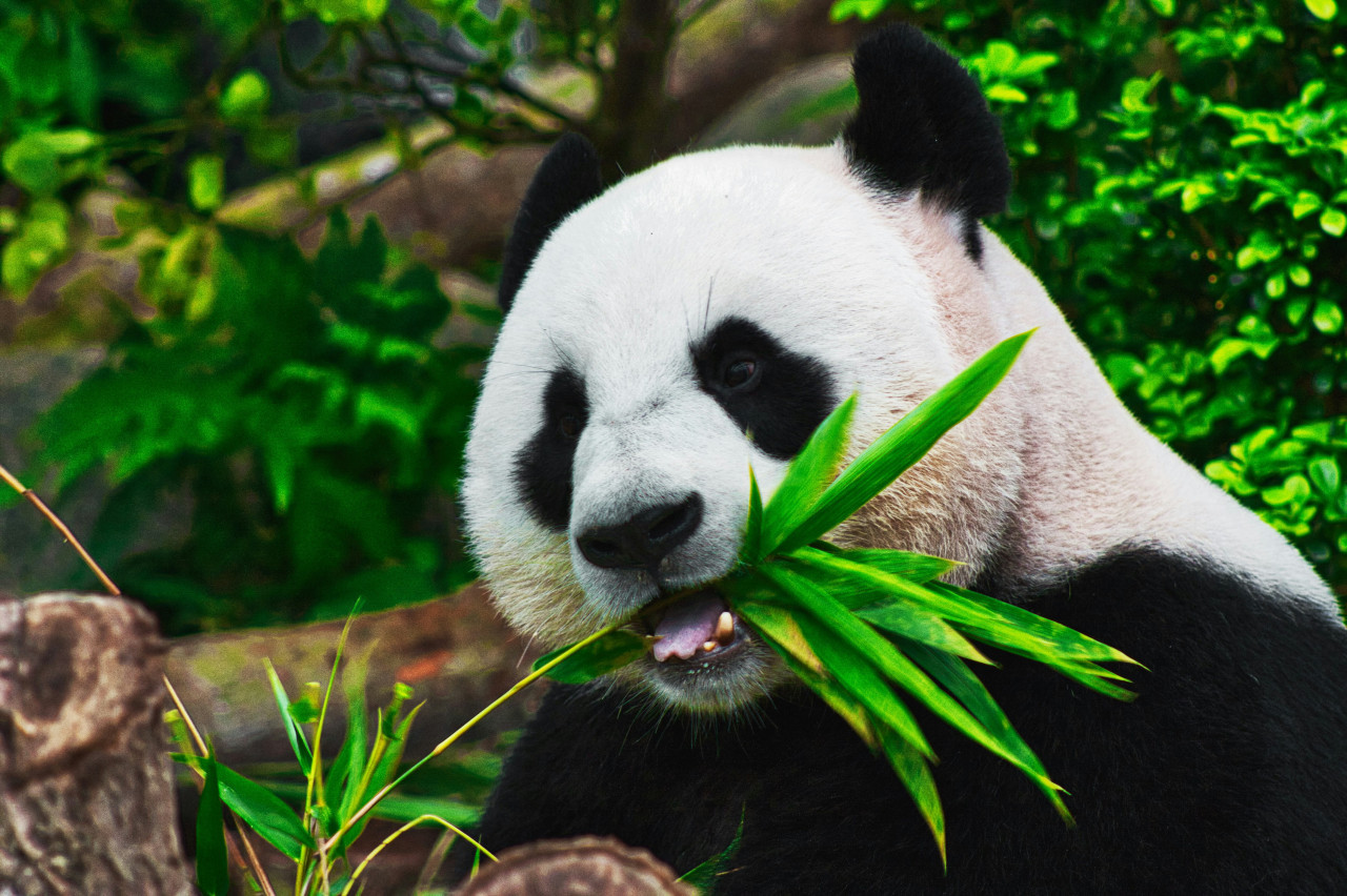 Oso panda. Foto Unsplash.