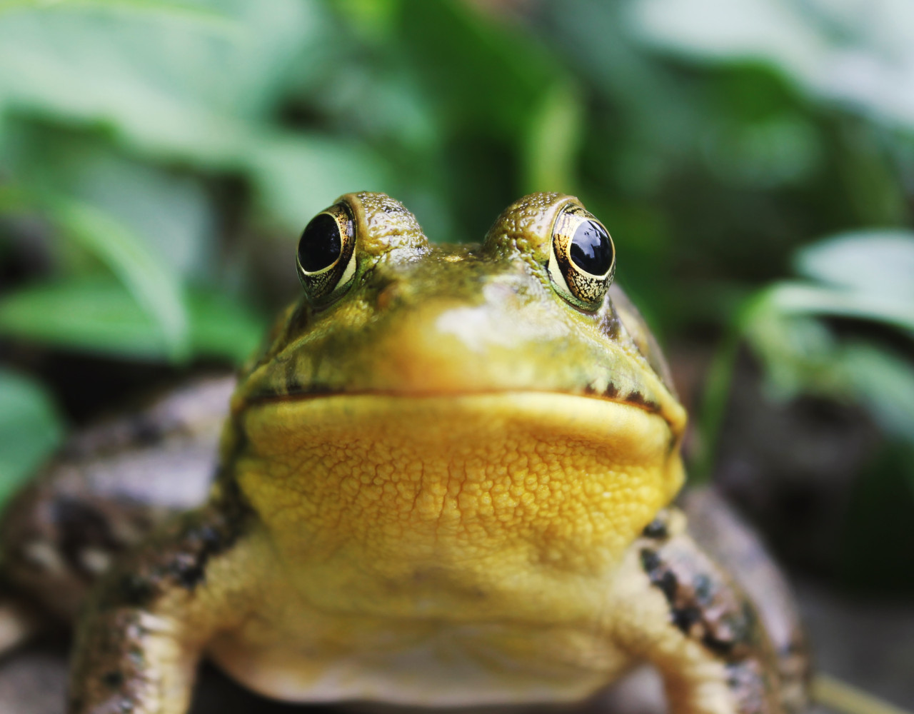 El sapo volcánico es similar a una especie de sapos de Tanzania. Foto Unsplash.