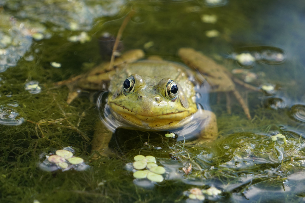 Una nueva especie de sapo hallada en Kenia revela la evolución de los anfibios africanos. Foto Unsplash.