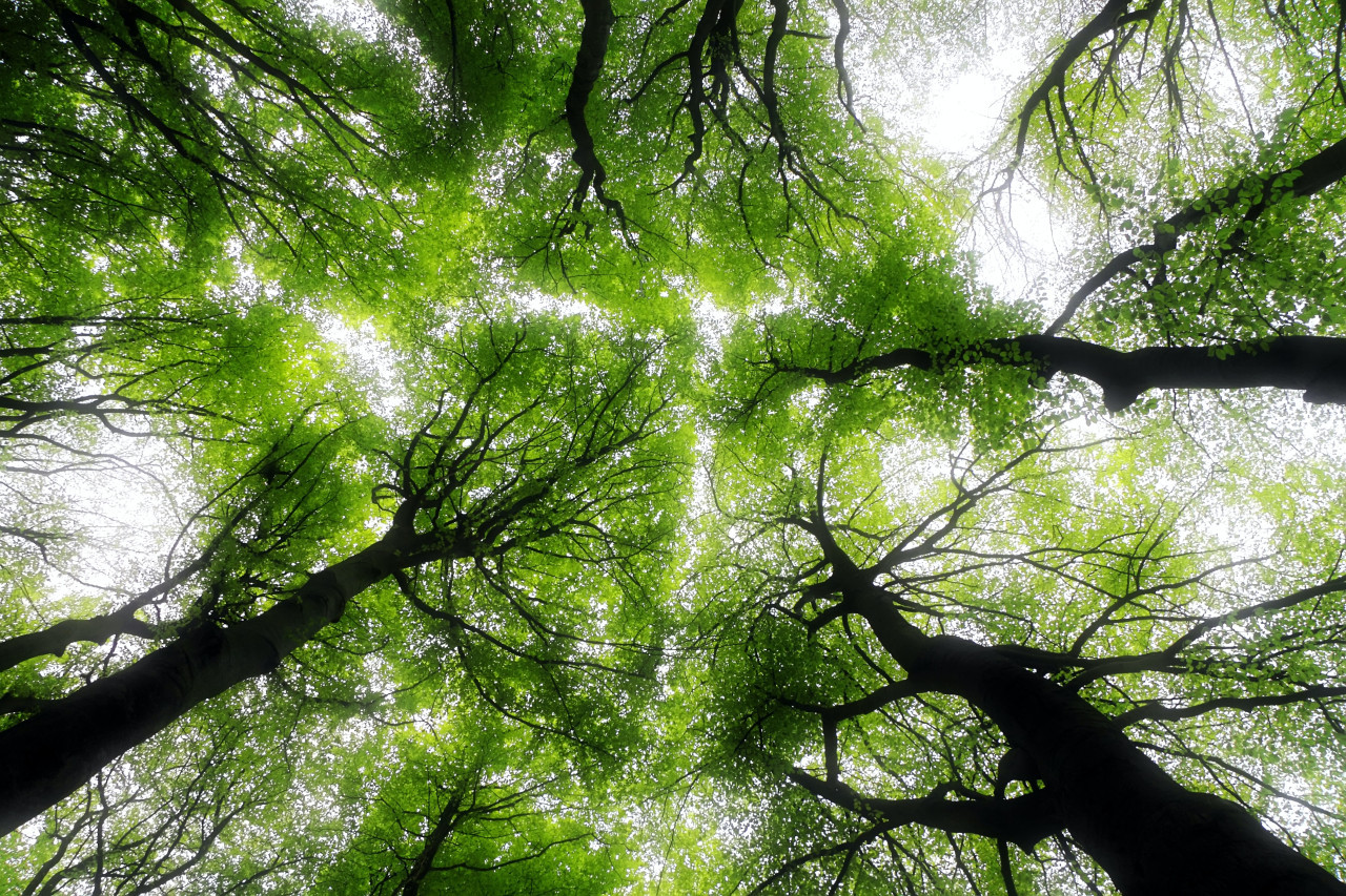 Recomiendan pasar tiempos en bosques para mejorar la salud. Foto: Unsplash.