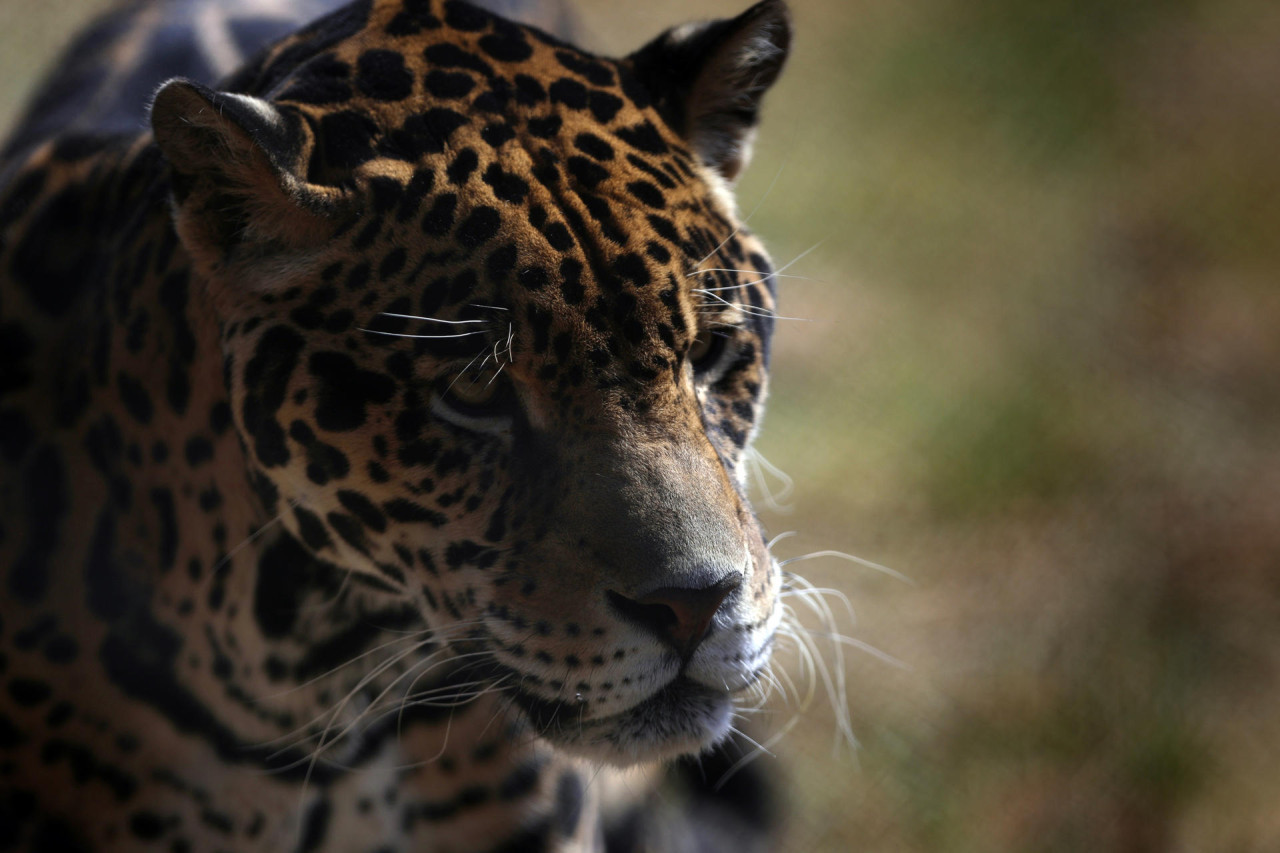 Un jaguar en el Santuario Reino Animal en Oxtotipac Otumba, México . Foto: EFE.