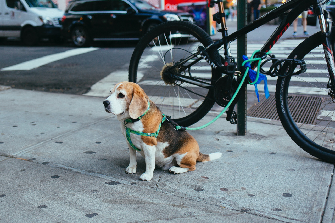 Según los expertos, los canes son mejores que los simios y roedores para realizar estas investigaciones. Foto: Unsplash.