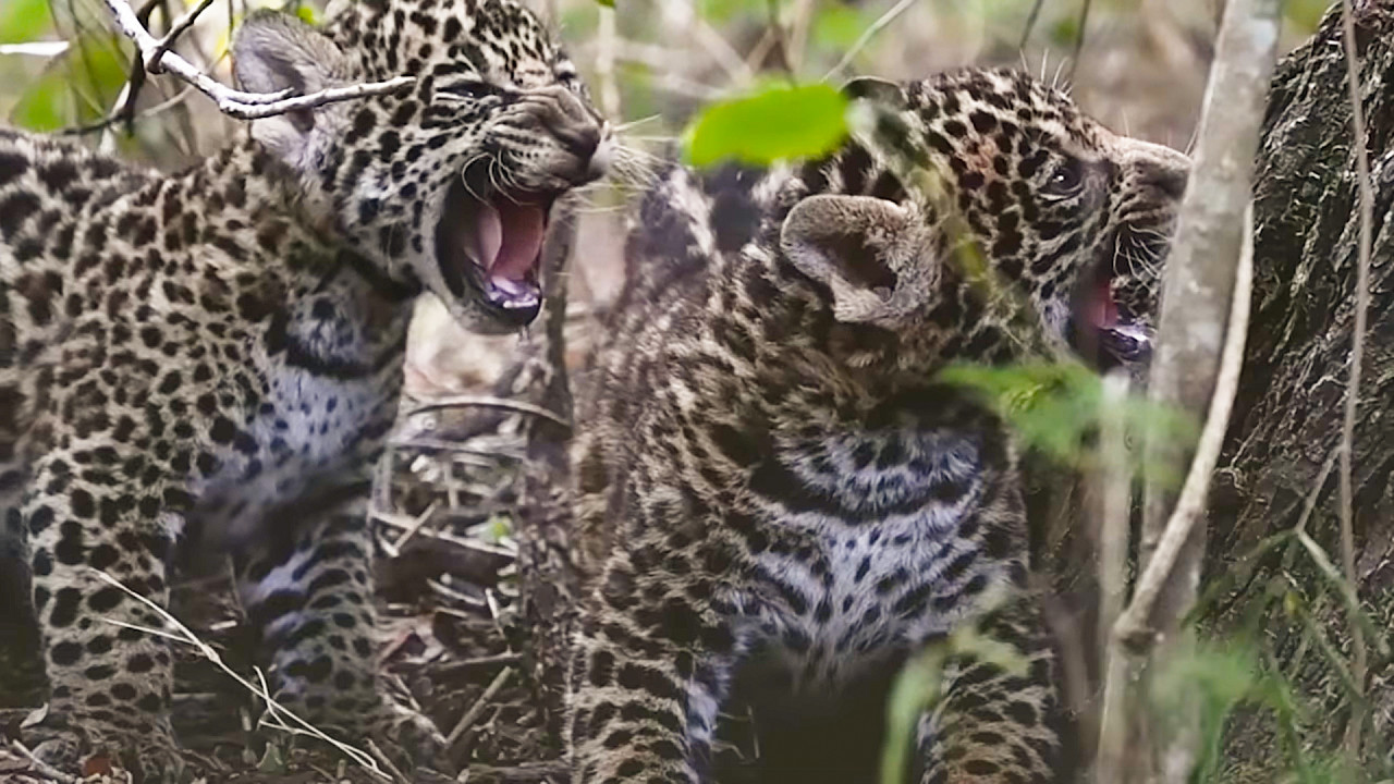 Dos cachorros nacieron en el Parque Nacional El Impenetrable, en Chaco, donde habían llegado al borde de la extinción. Foto: NA.