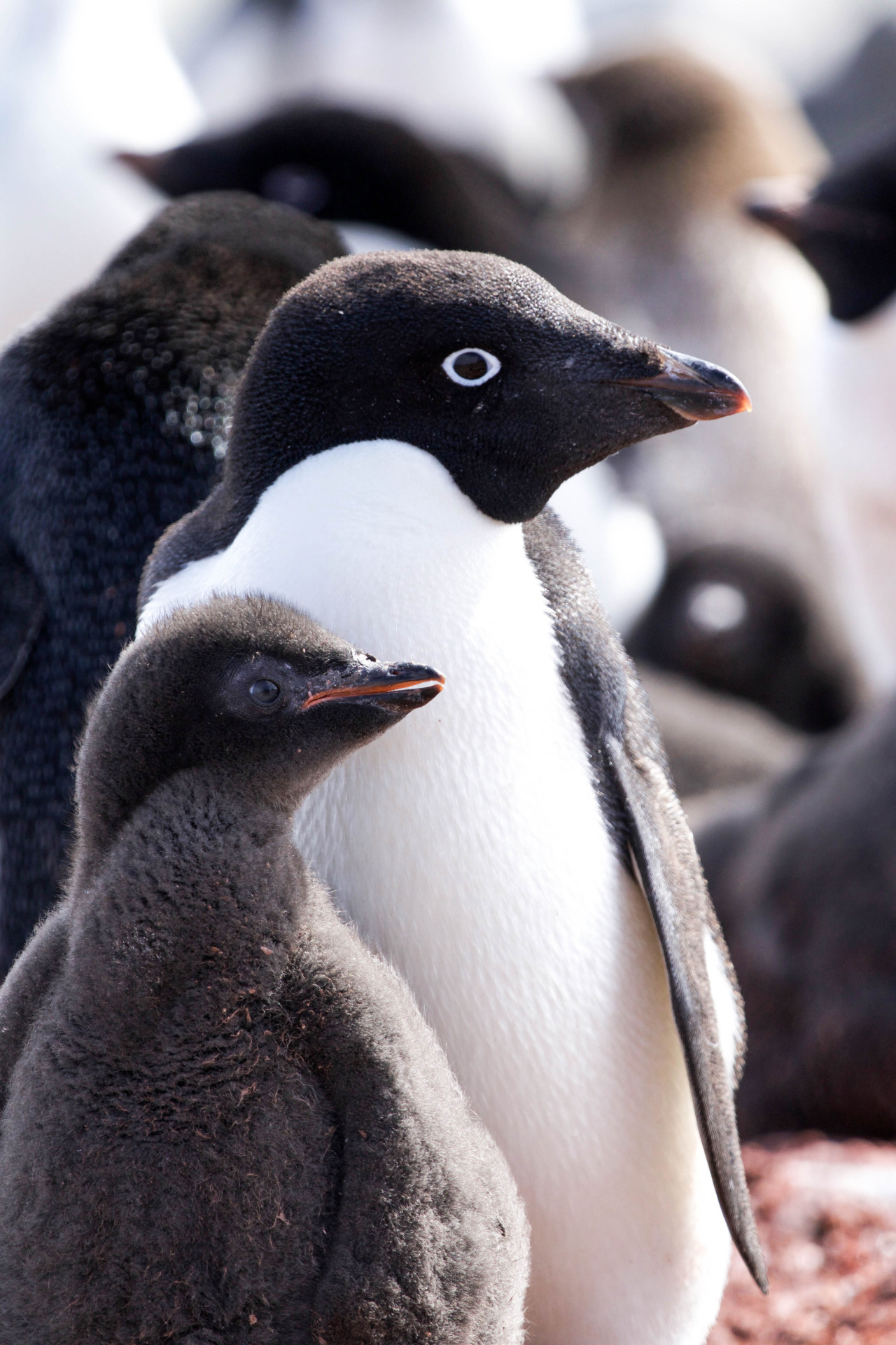 Pingüino de Adelia. Foto: Unsplash.