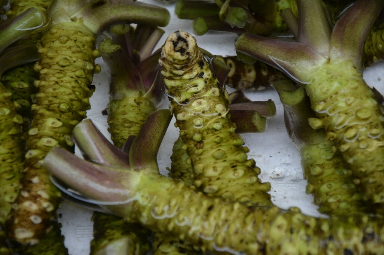 El wasabi tiene propiedades antiinflamatorias y antioxidantes. Foto: Unsplash.