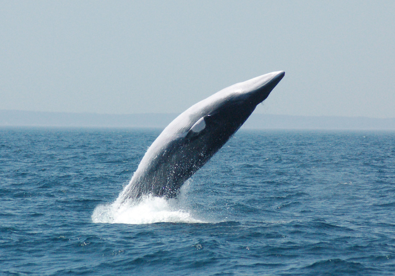 Ballena Minke- Rewilding Argentina