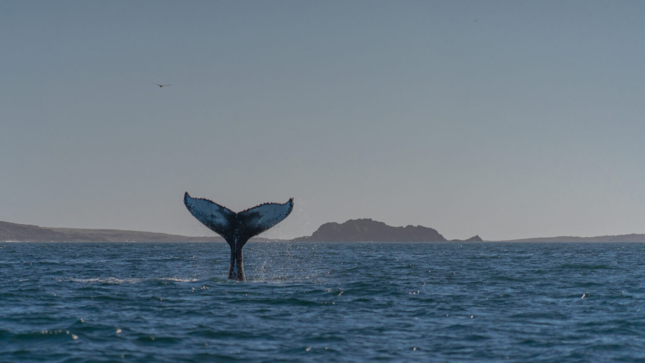 Ballena Jorobada- Rewilding Argentina