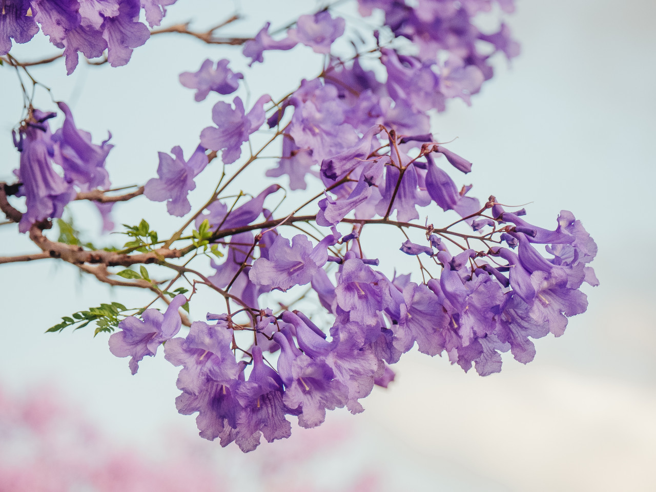 Jacarandá. Foto: Unsplash.